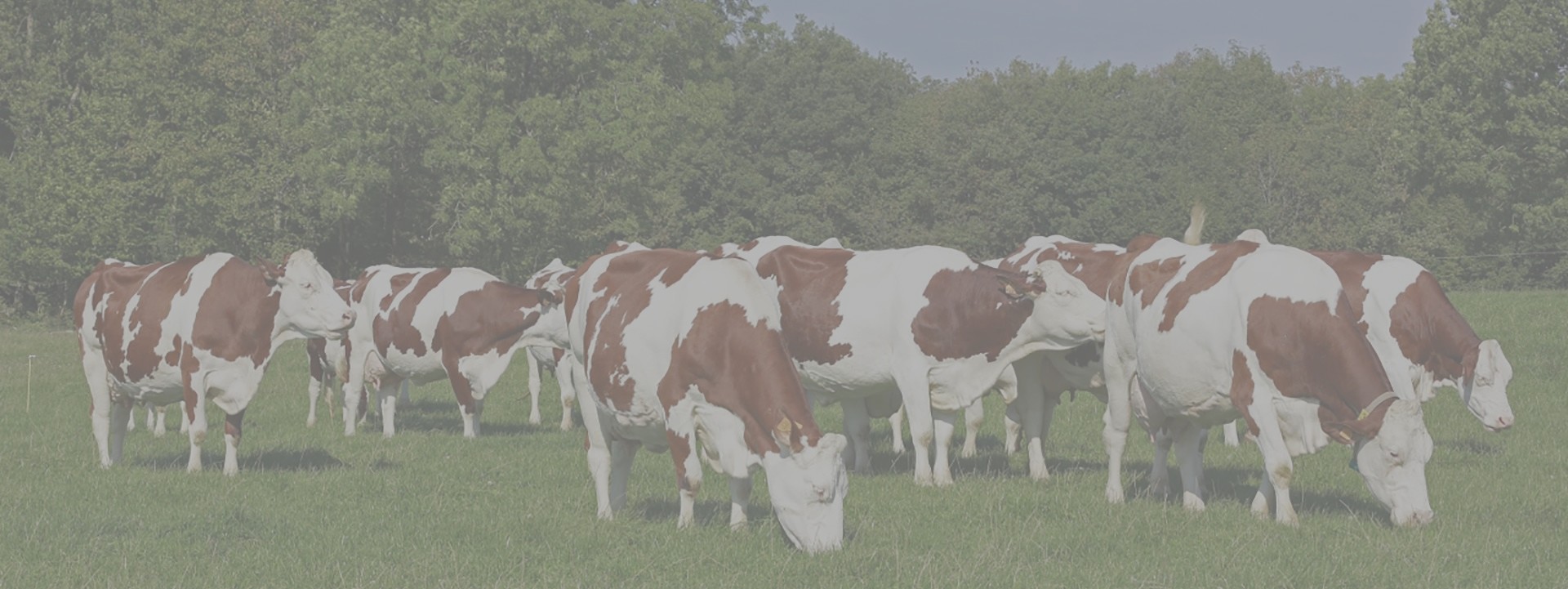 vaches